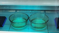 Обработка проб воды ультрафиолетом при помощи облучателя бактерицидного настенно-потолочного ОБНП 2х15 «УФИК»